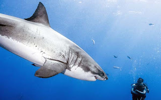 Παράτολμος δύτης κολυμπά με λευκούς καρχαρίες! - Φωτογραφία 1