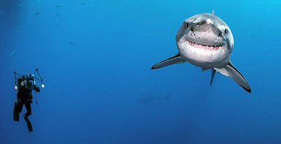Παράτολμος δύτης κολυμπά με λευκούς καρχαρίες! - Φωτογραφία 2
