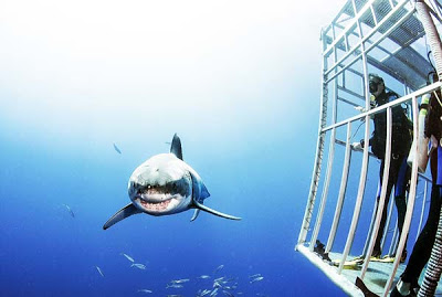 Παράτολμος δύτης κολυμπά με λευκούς καρχαρίες! - Φωτογραφία 3