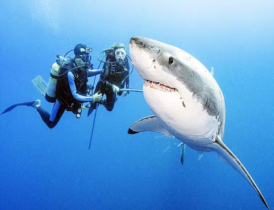 Παράτολμος δύτης κολυμπά με λευκούς καρχαρίες! - Φωτογραφία 4