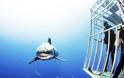 Παράτολμος δύτης κολυμπά με λευκούς καρχαρίες! - Φωτογραφία 3