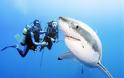 Παράτολμος δύτης κολυμπά με λευκούς καρχαρίες! - Φωτογραφία 4