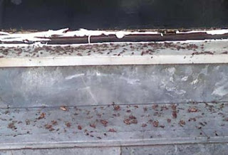 Νέο σοκ στην Πάτρα: Ζευγάρι ζούσε σε σπίτι γεμάτο κατσαρίδες - Τους έβγαλαν με το ζόρι οι γείτονες - Δείτε φωτό - Φωτογραφία 1