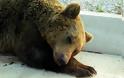 Δέκατη αρκούδα νεκρή σε τροχαίο