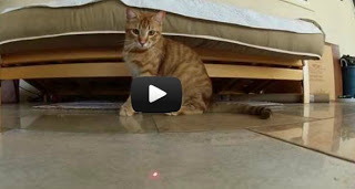 Γάτες εναντίον Laser [Video] - Φωτογραφία 1