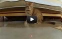 Γάτες εναντίον Laser [Video]