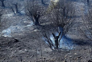 Αχαΐα: Υπό πλήρη έλεγχο η πυρκαγιά στην Άρλα - Φωτογραφία 1
