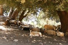 Το σκλαβέρι δείχνει την αντρειά του βοσκού…