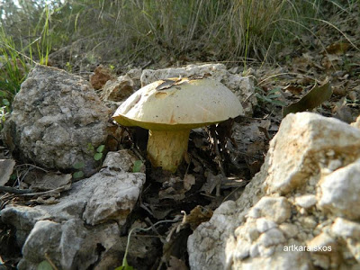 Βελανιδοδάσος Ξηρομέρου: Ο παράδεισος των μανιταριών - Φωτογραφία 11