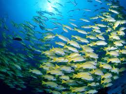 Η κλιματική αλλαγή μειώνει το μέγεθος των θαλάσσιων ζώων - Φωτογραφία 1