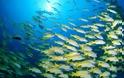 Η κλιματική αλλαγή μειώνει το μέγεθος των θαλάσσιων ζώων