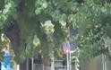 Πινακίδες κρύβονται πίσω από δέντρα στην Αλεξανδρούπολη! - Φωτογραφία 1