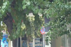 Πινακίδες κρύβονται πίσω από δέντρα στην Αλεξανδρούπολη!