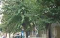 Πινακίδες κρύβονται πίσω από δέντρα στην Αλεξανδρούπολη! - Φωτογραφία 2