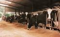 Έως 25 εκατ. ευρώ οι ενισχύσεις για την κτηνοτροφία