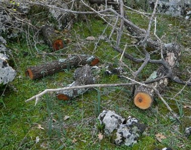 Κομμένα δένδρα στο βελανιδόδασος Ξηρομέρου - Φωτογραφία 2