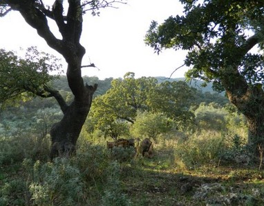 Κομμένα δένδρα στο βελανιδόδασος Ξηρομέρου - Φωτογραφία 3