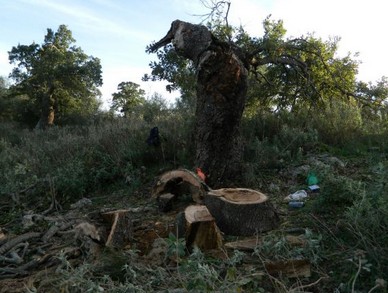 Κομμένα δένδρα στο βελανιδόδασος Ξηρομέρου - Φωτογραφία 4