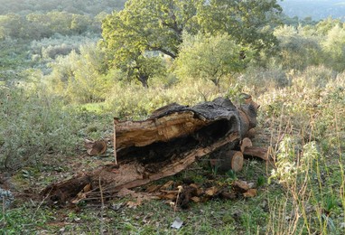 Κομμένα δένδρα στο βελανιδόδασος Ξηρομέρου - Φωτογραφία 5