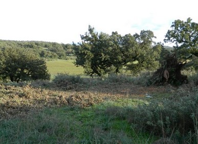 Κομμένα δένδρα στο βελανιδόδασος Ξηρομέρου - Φωτογραφία 7