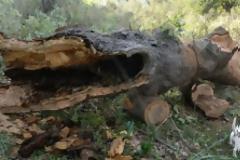 Κομμένα δένδρα στο βελανιδόδασος Ξηρομέρου