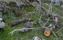 Κομμένα δένδρα στο βελανιδόδασος Ξηρομέρου - Φωτογραφία 2