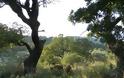 Κομμένα δένδρα στο βελανιδόδασος Ξηρομέρου - Φωτογραφία 3
