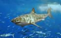 Επίθεση καρχαρία σε σέρφερ στη Βουλιαγμένη