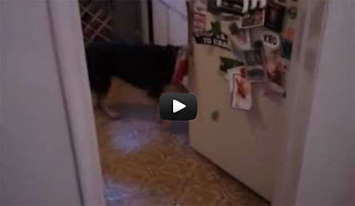 Ο σκύλος που «τρέλανε» τους χρήστες του διαδικτύου [Video] - Φωτογραφία 1