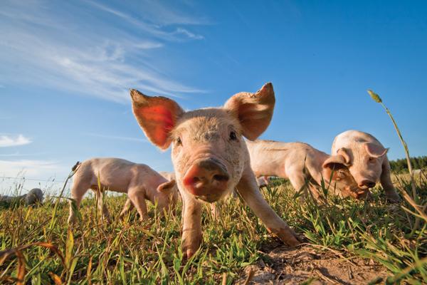 Παράγουν ρεύμα από γουρούνια στην Ημαθία - Φωτογραφία 1
