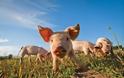 Παράγουν ρεύμα από γουρούνια στην Ημαθία