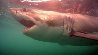 Ράδιο αρβύλα η είδηση με την επίθεση λευκού καρχαρία στη Βουλιαγμένη - Φωτογραφία 1