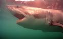 Ράδιο αρβύλα η είδηση με την επίθεση λευκού καρχαρία στη Βουλιαγμένη