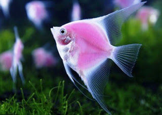 Ροζ γενετικά τροποποιημένο φωσφοριζέ ψάρι παρουσιάστηκε στην Ταϊβάν - Φωτογραφία 1