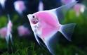 Ροζ γενετικά τροποποιημένο φωσφοριζέ ψάρι παρουσιάστηκε στην Ταϊβάν