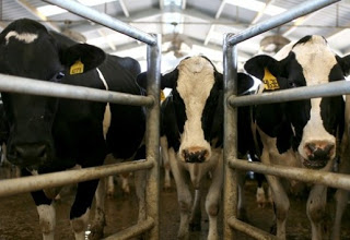 Φρίκη: Ζωοκλέφτες στη Βόνιτσα ακρωτηρίασαν αγελάδα για να αρπάξουν τα ... πόδια της! - Φωτογραφία 1