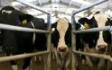 Φρίκη: Ζωοκλέφτες στη Βόνιτσα ακρωτηρίασαν αγελάδα για να αρπάξουν τα ... πόδια της!