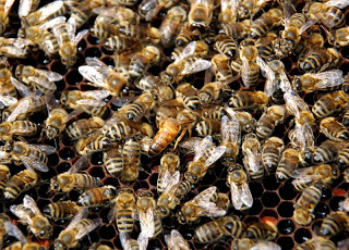 Αυξάνονται οι κλοπές μελισσών στα Γιάννενα! - Φωτογραφία 1