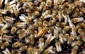 Αυξάνονται οι κλοπές μελισσών στα Γιάννενα!