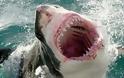 ΕΙΔΗΣΗ ΣΟΚ: Καρχαρίας τραυμάτισε 23χρονη στην πλαζ ...Βουλιαγμένης!!!