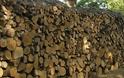 Δέκα τόνοι λαθραίων ξύλων κατασχέθηκαν στη Βόρεια Ελλάδα