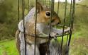 Η περιπέτεια ενός πεινασμένου σκίουρου (Φωτό) - Φωτογραφία 3
