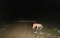 Ένας υπέροχος σκύλος σε προειδοποιεί για τους γκρεμισμένους δρόμους στον Ασπροπόταμο Τρικάλων