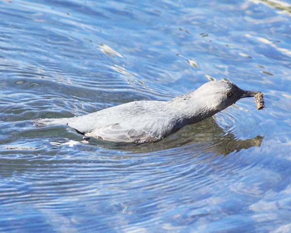Το πουλί που πετάει κάτω από το νερό - BINTEO - Φωτογραφία 5