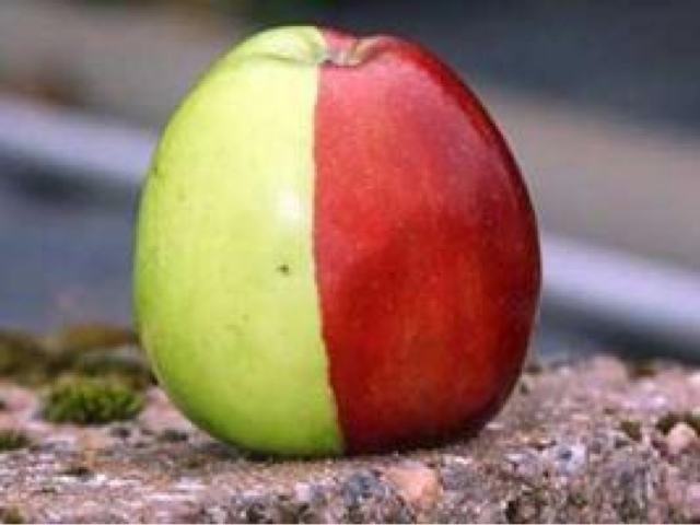 Ένα μήλο με δυο χρώματα! - Φωτογραφία 1