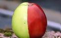 Ένα μήλο με δυο χρώματα!