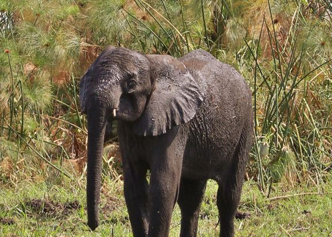 Συγκινητική διάσωση ελέφαντα (Φωτό - Φωτογραφία 2