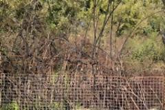 Αγρίνιο: Παράνομη υλοτόμηση σε στρατιωτική περιφραγμένη έκταση