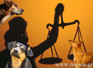 Ημερίδα με τους εισαγγελείς για την εφαρμογή του νόμου για όσους κακοποιούν τα ζώα - Φωτογραφία 1