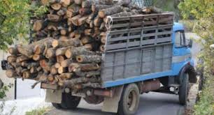 Κέρκυρα-Αλβανοί έκοψαν παράνομα 1,5 τόνο ξύλα από ελαιώνα. - Φωτογραφία 1